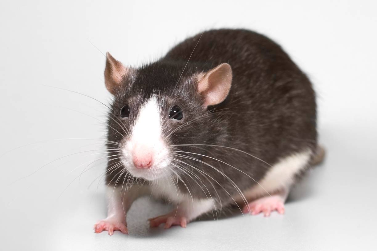 Verwaltung optimiert Rattenbekämpfung