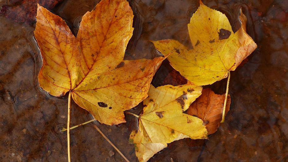 Herbstimpressionen aus Erkrath und Umgebung