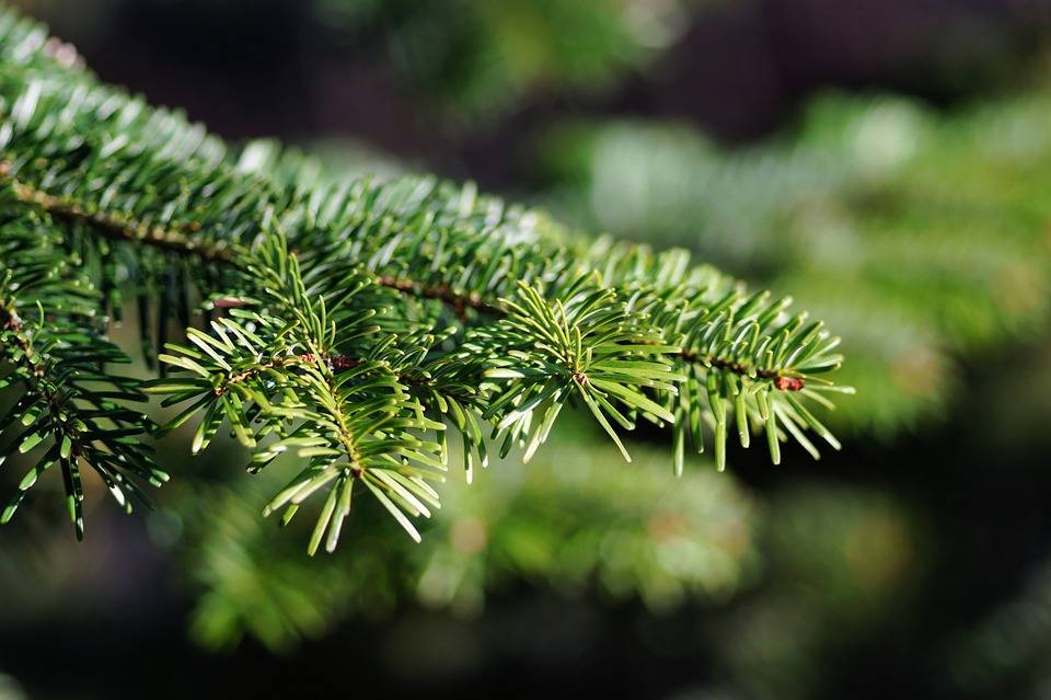 Öko-Weihnachtsbäume für weniger Gift im Wohnzimmer