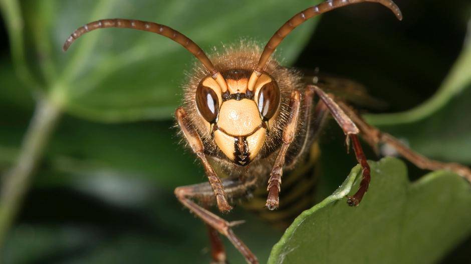 Mythos und Wahrheit über Insekten