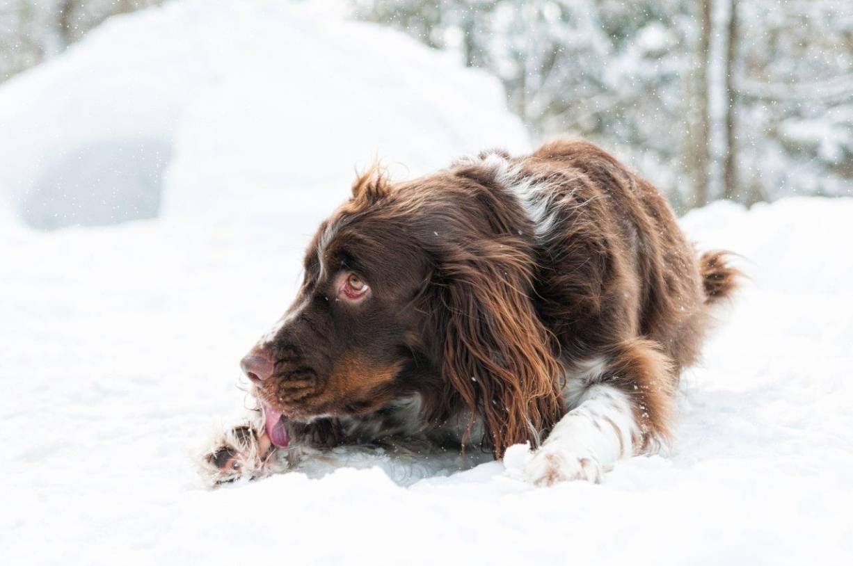 Streusalz & Co. - So schützen Sie die Pfoten Ihres Hundes im Winter