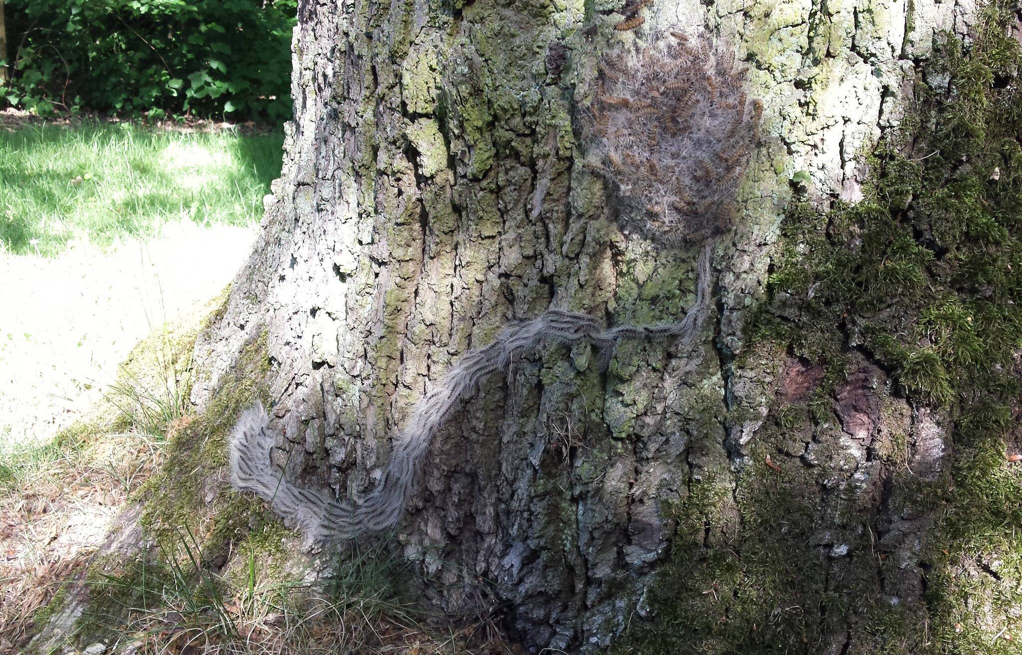  Das kompakte Nest des Eichenprozessionsspinners am Stamm einer Eiche. Die feinen Härchen der Raupen brechen leicht ab und können bei Menschen allergische Reaktionen auslösen.  Foto: © Stadt Hilden 