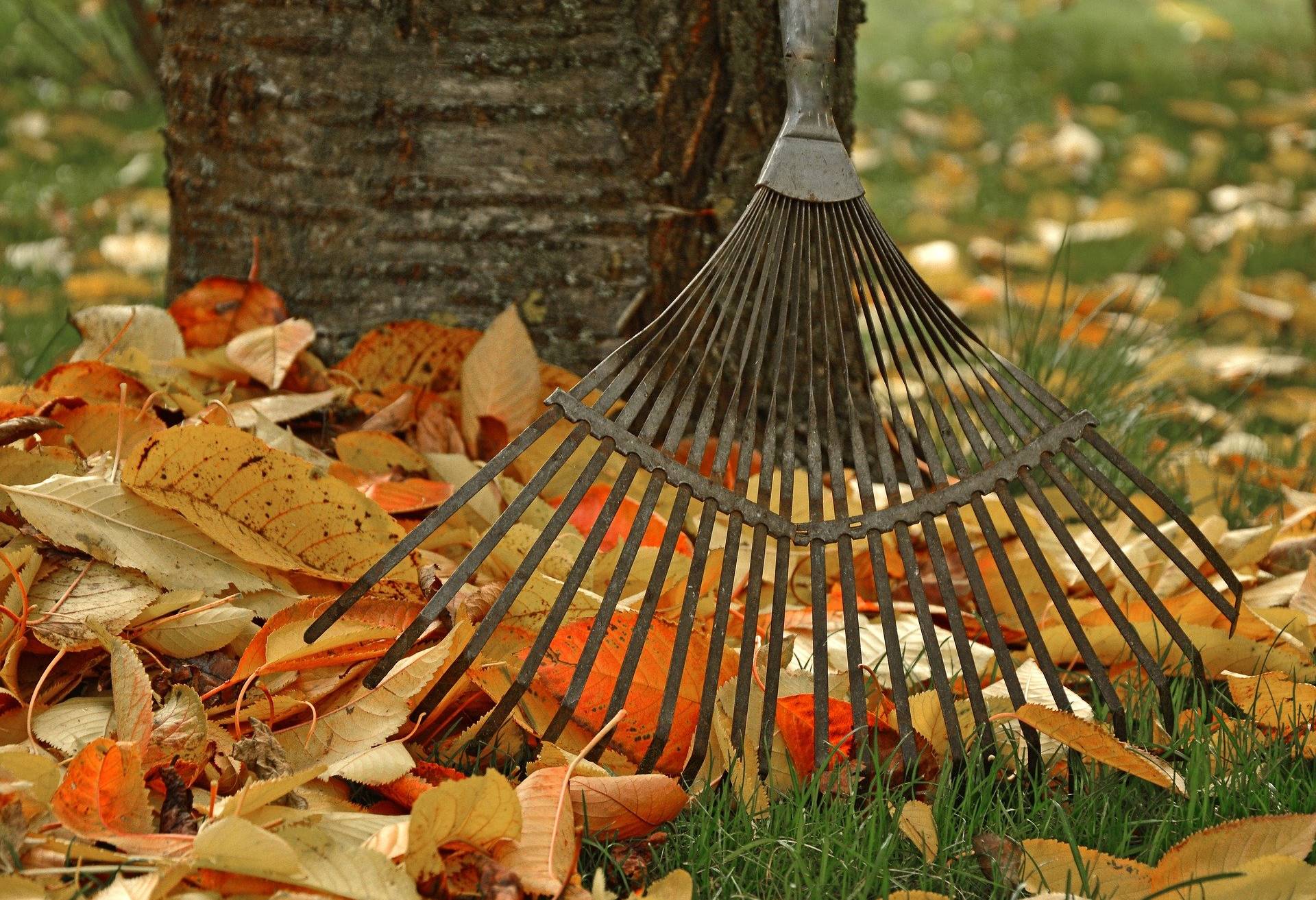 Aussetzen der Vogelbrutschutzzeit für Rückschnitt nutzen: Laubbeseitigung und Straßenreinigung im Herbst