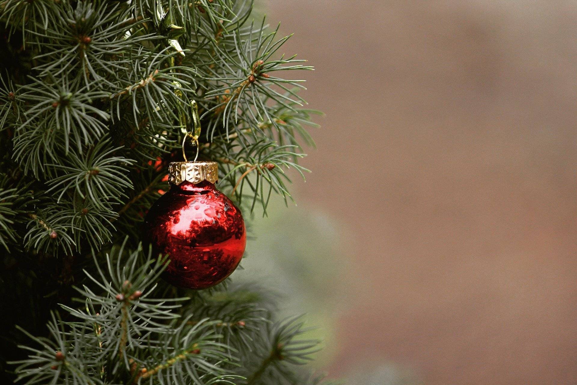 Weihnachtsbaumverkauf am Paul-Schneider-Haus