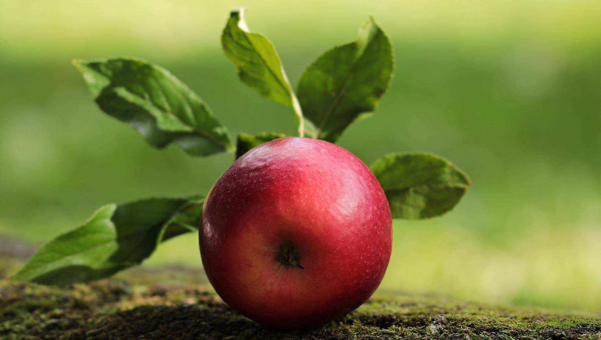 Spaziergang durch die Bruchhauser Streuobstlandschaft