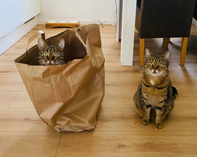Katze Penny mit ihrem...