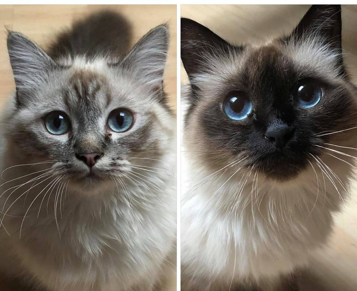  Sir Henry (2 Jahre alt, li.) und &nbsp;Püppi (3 Jahre alt) aus Alt-Erkrath. Die beiden sind heilige Birmas und wohnen mit Dosenöffner Jeanette in einer großen WG.  