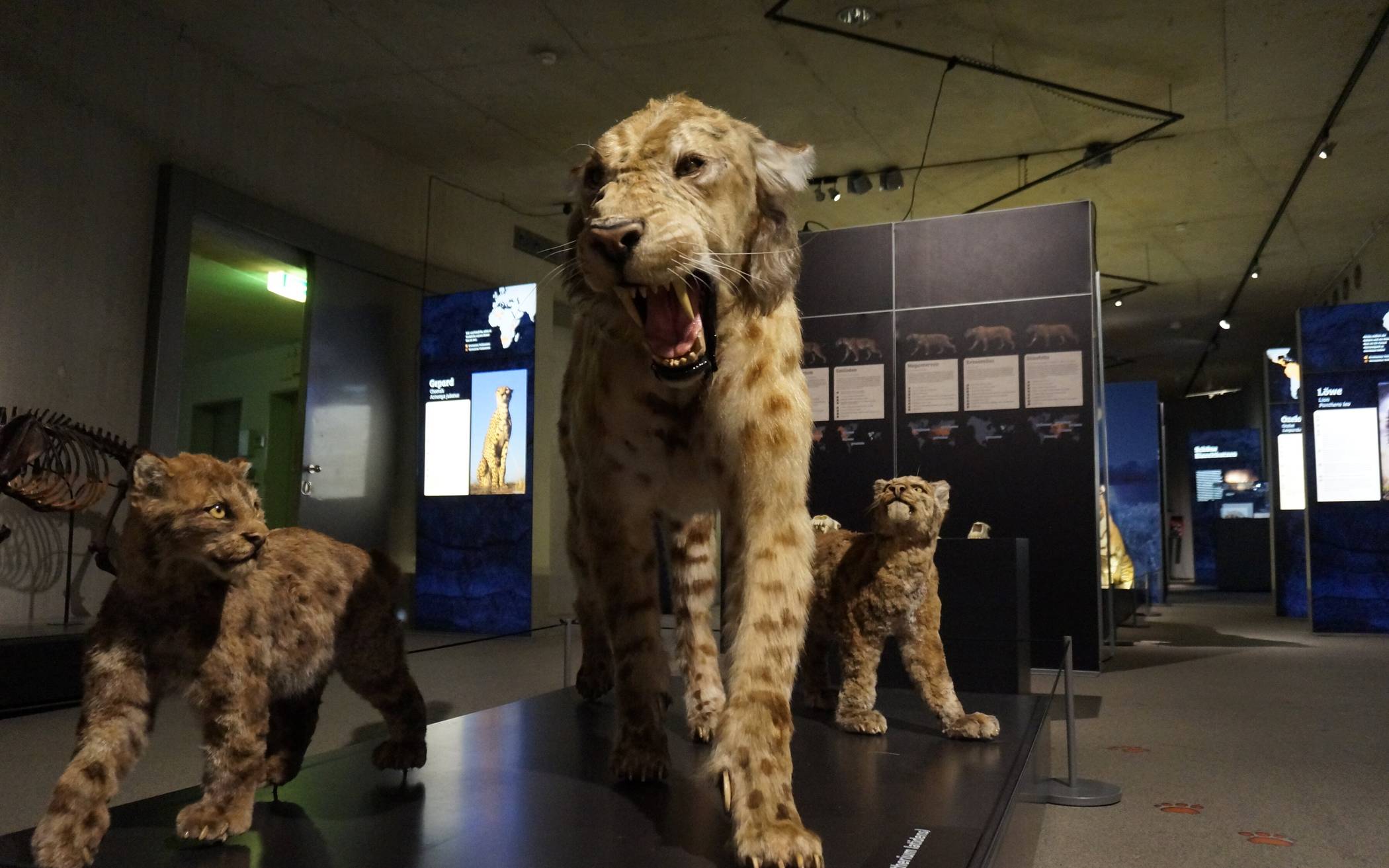 CATS- Eiszeitliche Jäger im Museum