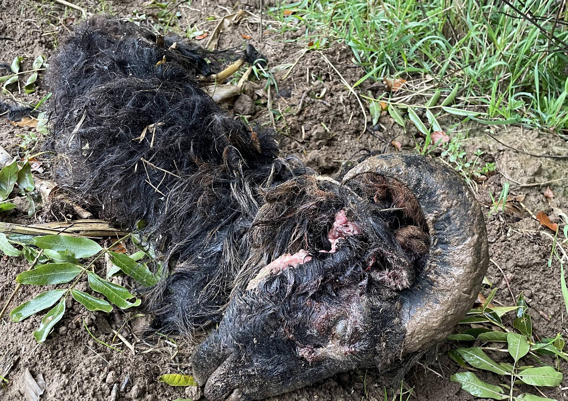 Nach ersten Stand der Ermittlungen wurden die Tiere gewaltsam getötet. Die Polizei ermittelt