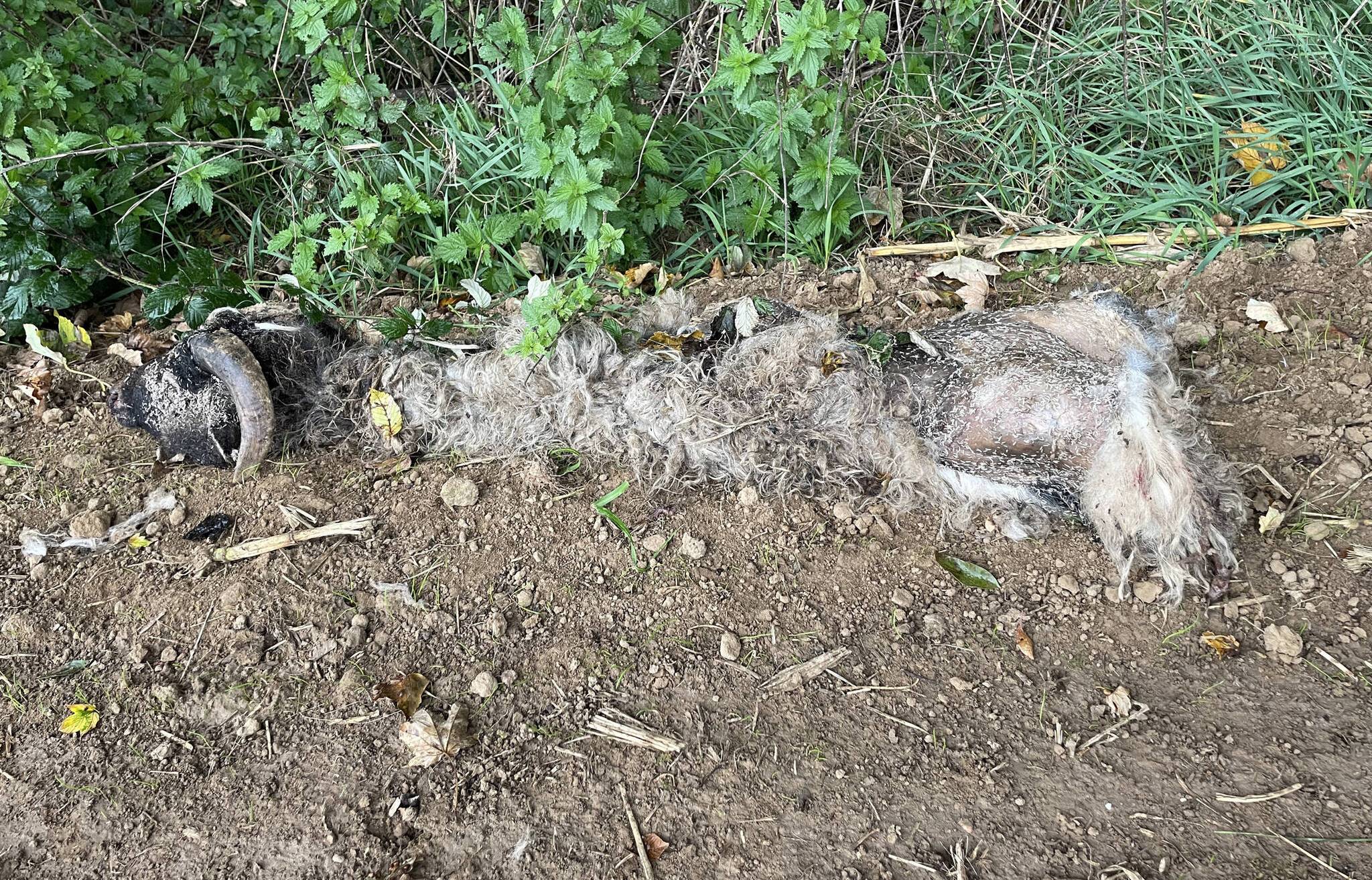 Zwei Heidschnucken wurden am Freitagvormittag an einem Feldrand tot aufgefunden.