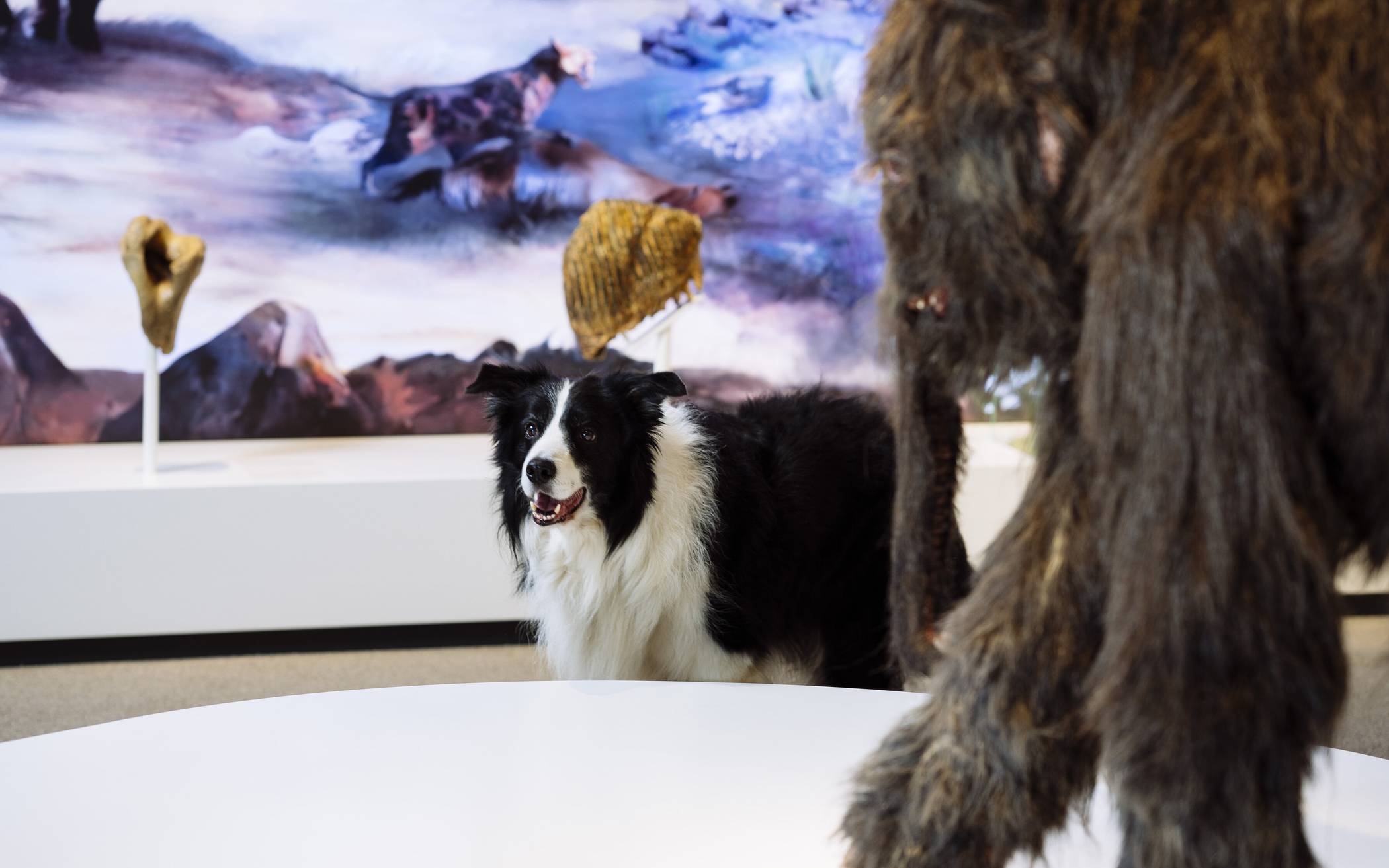 „DoggyTour“ und „DoggyDay“ im Neanderthal Museum: Mit dem Hund durch die Dauerausstellung