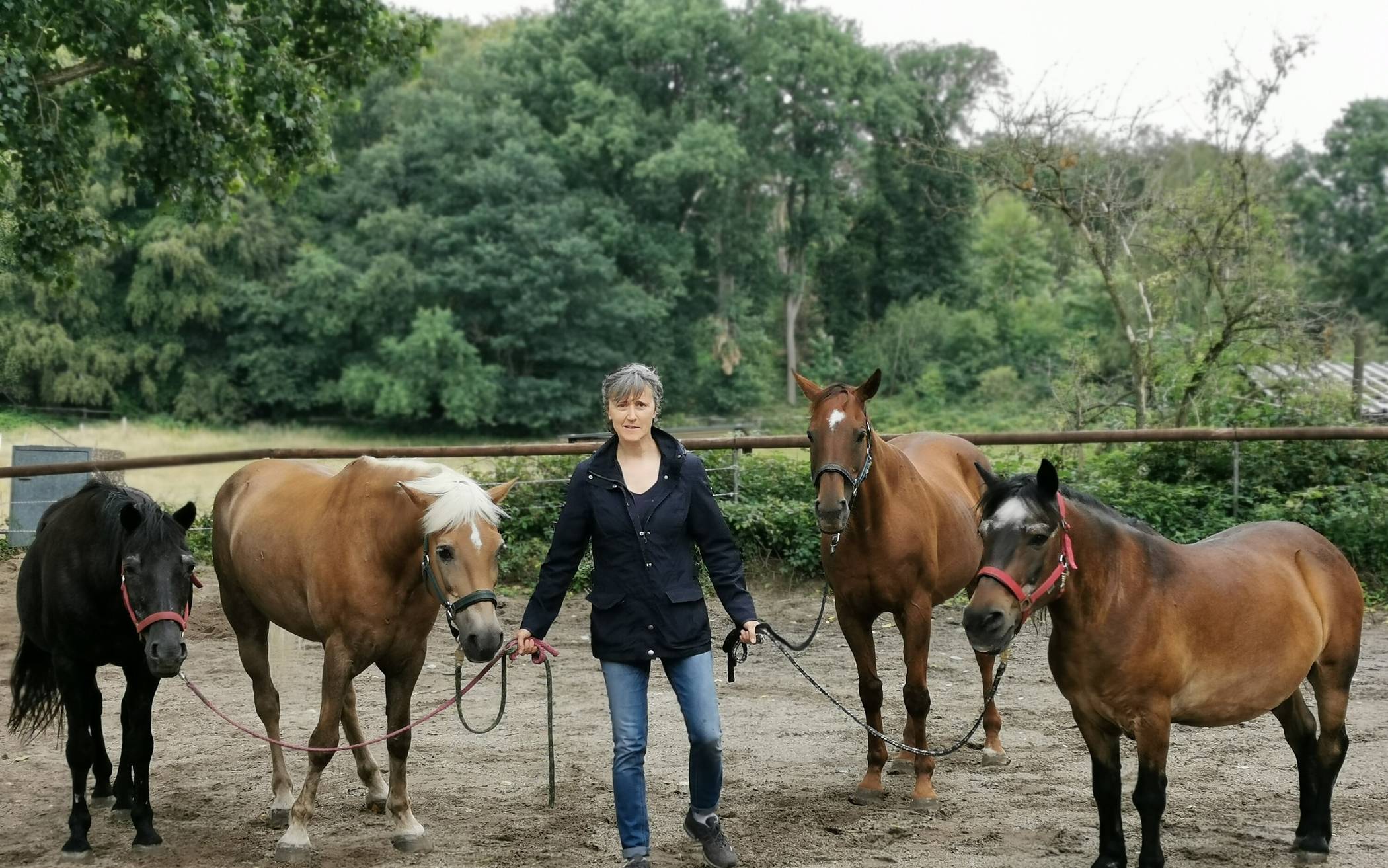 Verein sucht Pachtgrundstück für zwölf Pferde