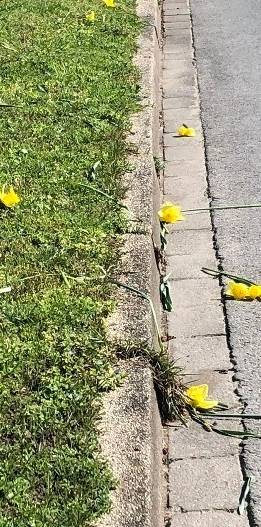 Muss man nicht verstehen: Die Blumen wurden mutwillig abgerissen.   