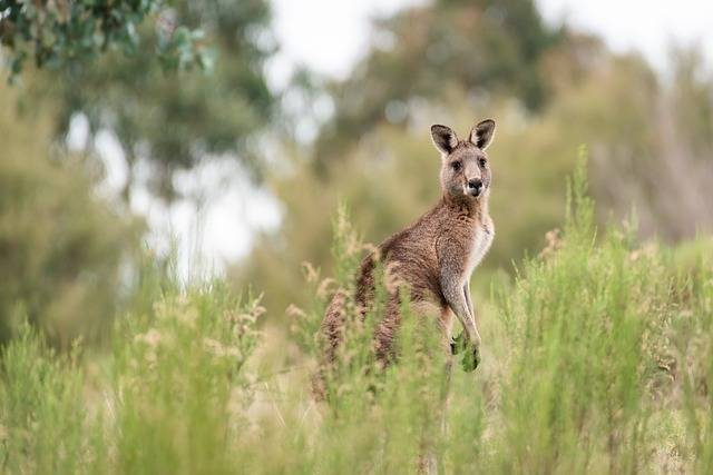 Die Tierwelt Australiens hautnah entdecken