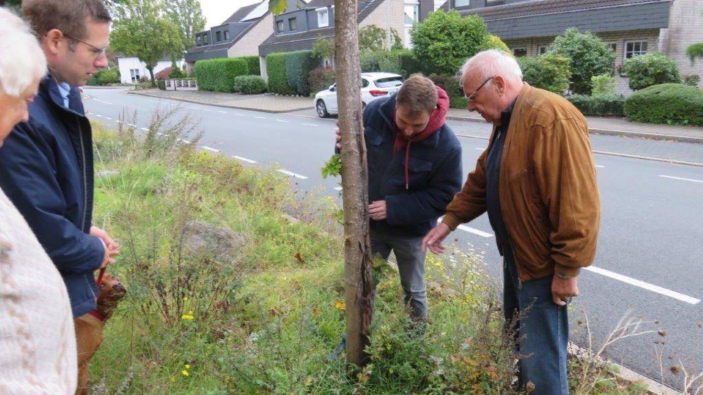 Neue Ahornbäume für die Max-Planck-Straße