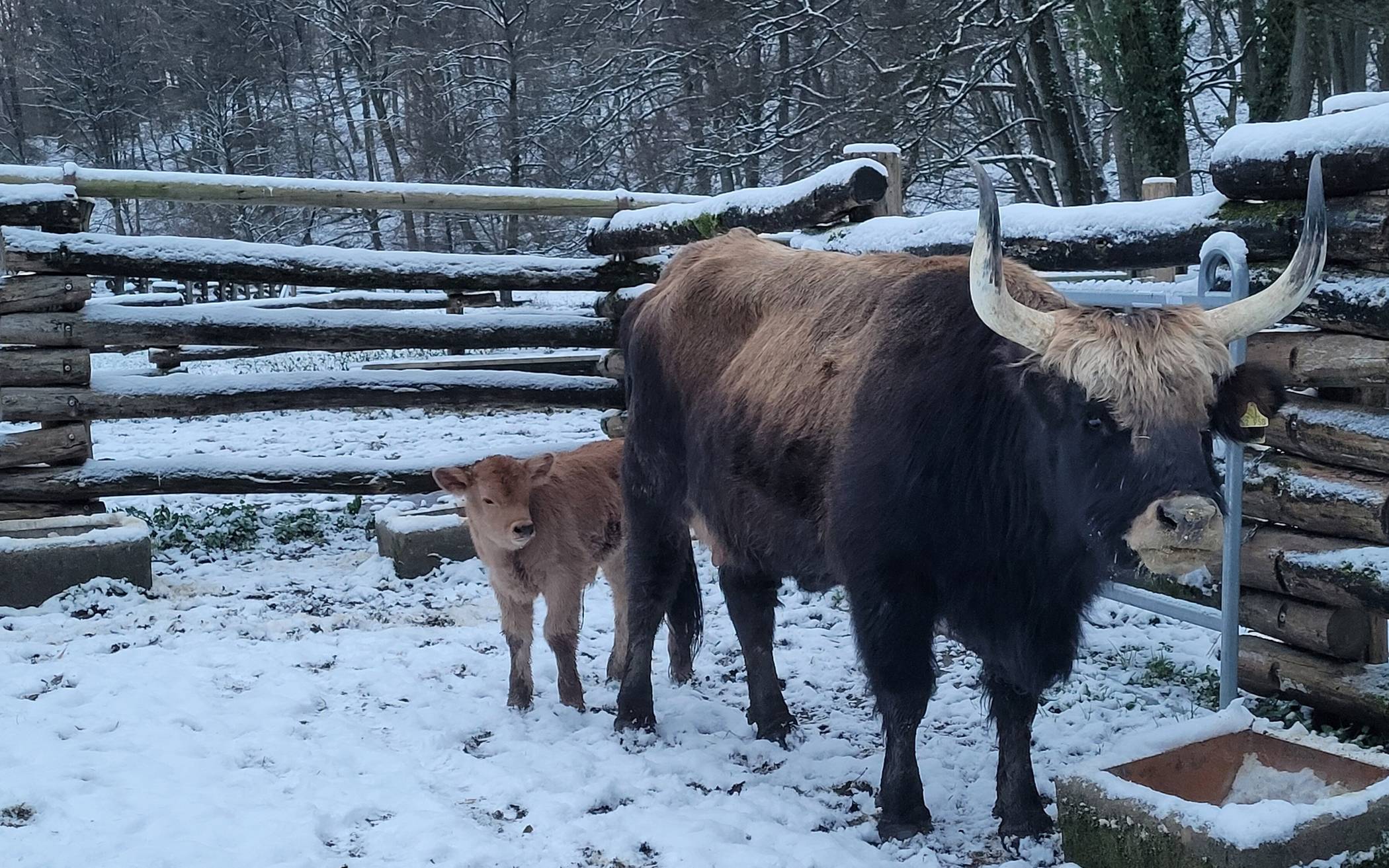 Das Kälbchen „Narnia“ mit seiner Mutter