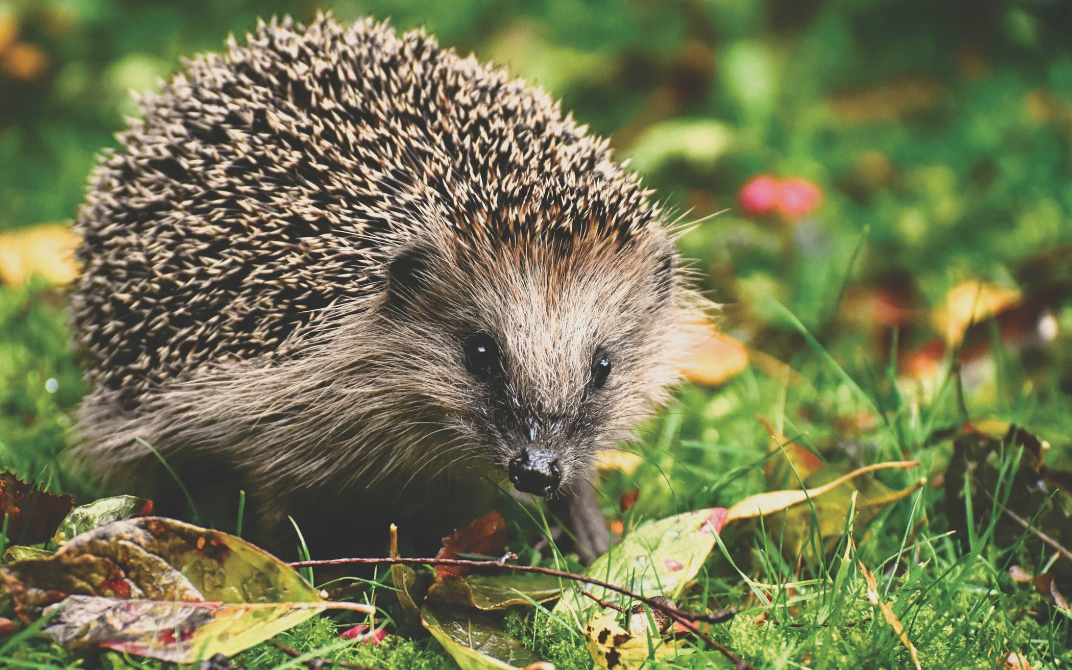  Grundstückseigentümerinnen und Grundstückseigentümer sind angehalten, ihre Vorgärten sowie weitere Garten- und Freiflächen des gesamten Grundstücks naturnah zu belassen bzw. umzugestalten, um die Wasseraufnahmefähigkeit des Bodens zu fördern und negativen Auswirkungen auf die Umwelt zu vermeiden. 