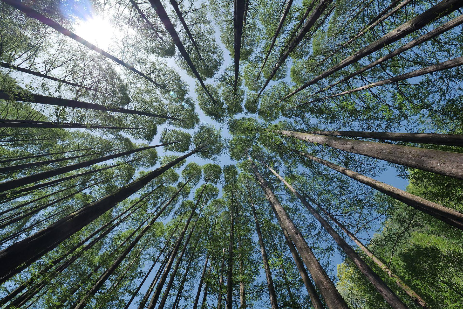 Mit Waldbaden und Innerer Widerstandskraft gegen den Alltagsstress