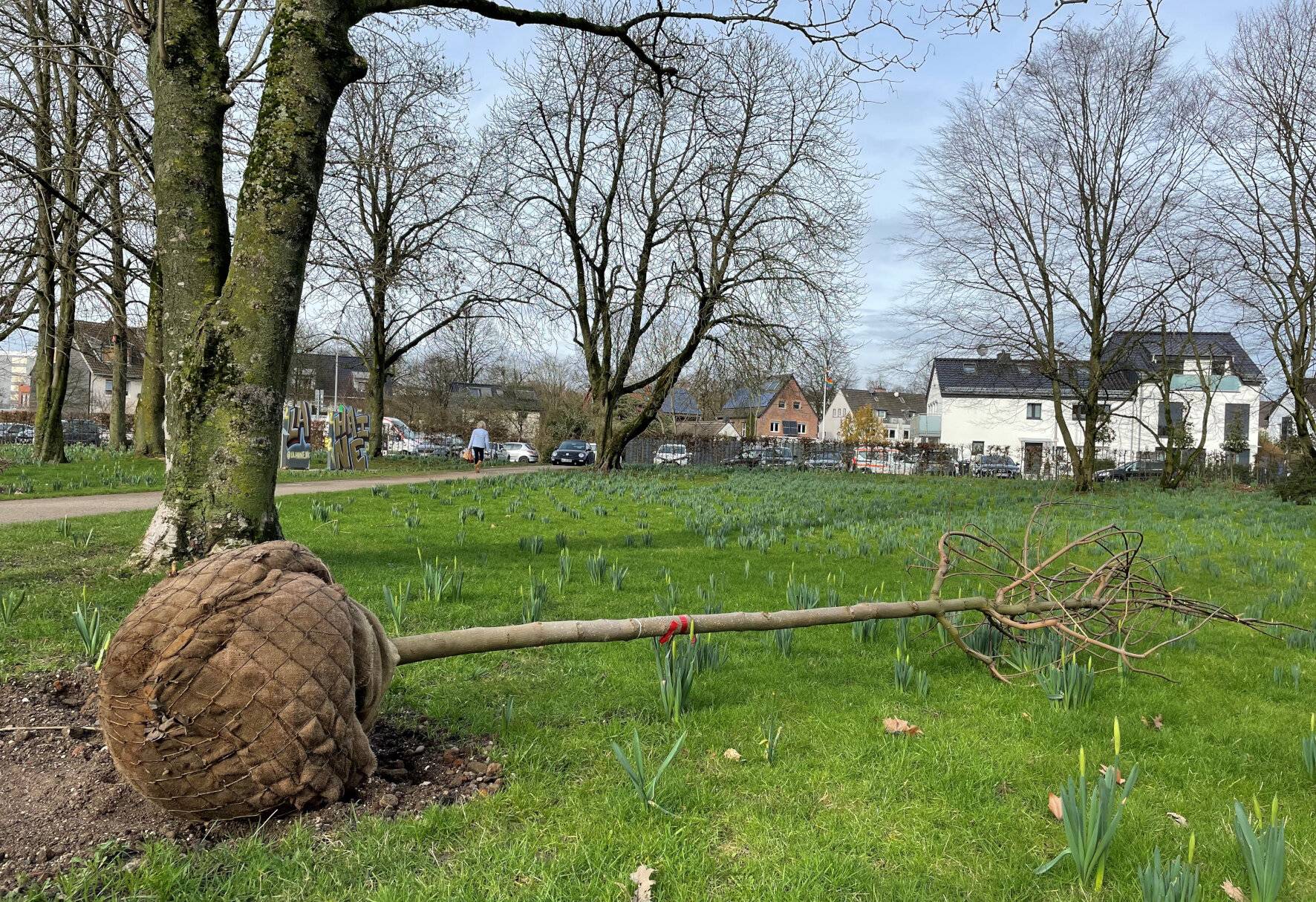  Rund zweihundert neue Bäume sollen Erkrath nicht nur optisch, sondern auch ökologisch bereichern. Die große Baumpflanzaktion, wie hier im Bavierpark in Alt-Erkrath, findet noch bis Mitte März statt. 