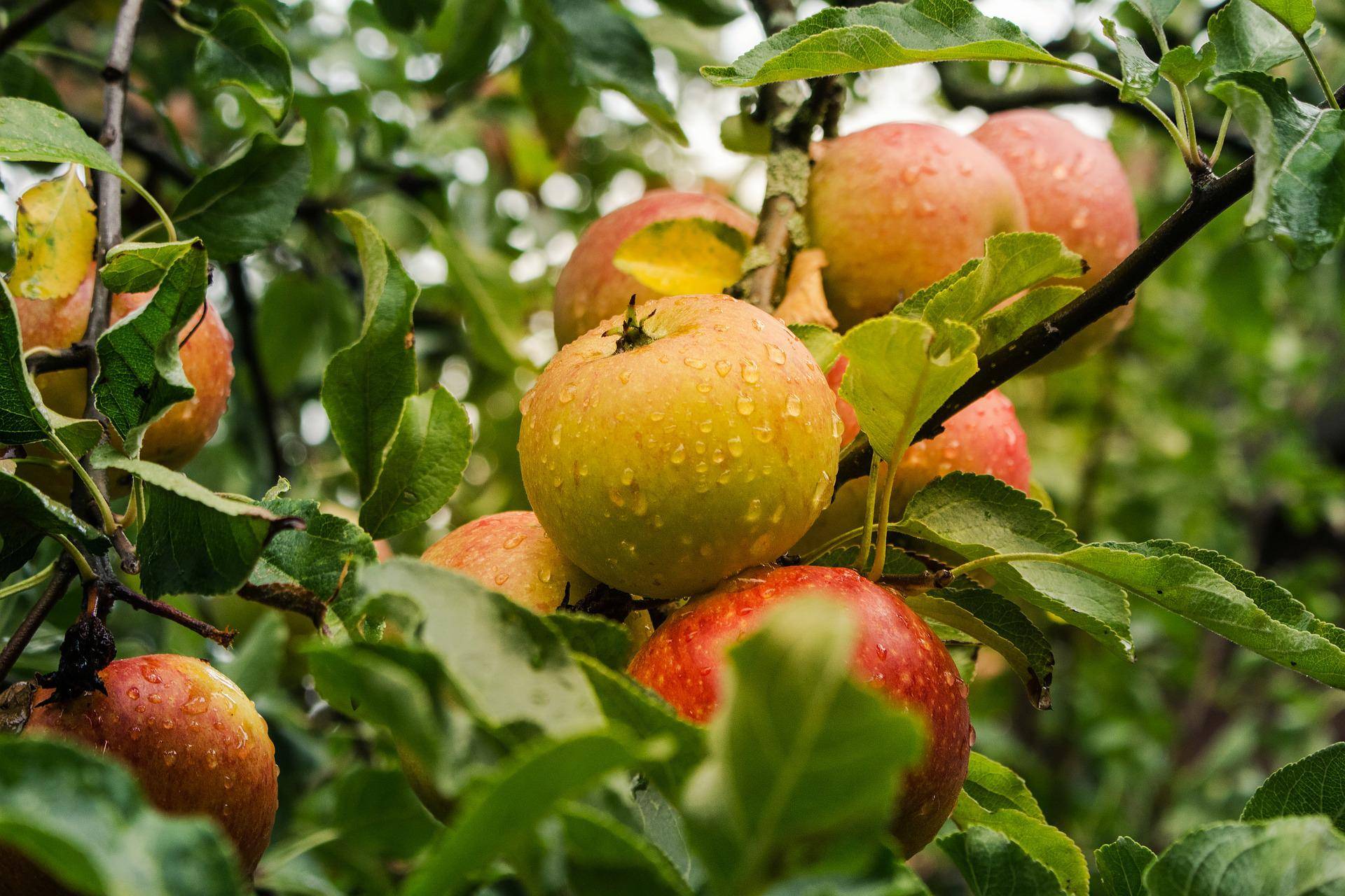 VHS: Tipps und Tricks für die Obstbaum-Pflege 