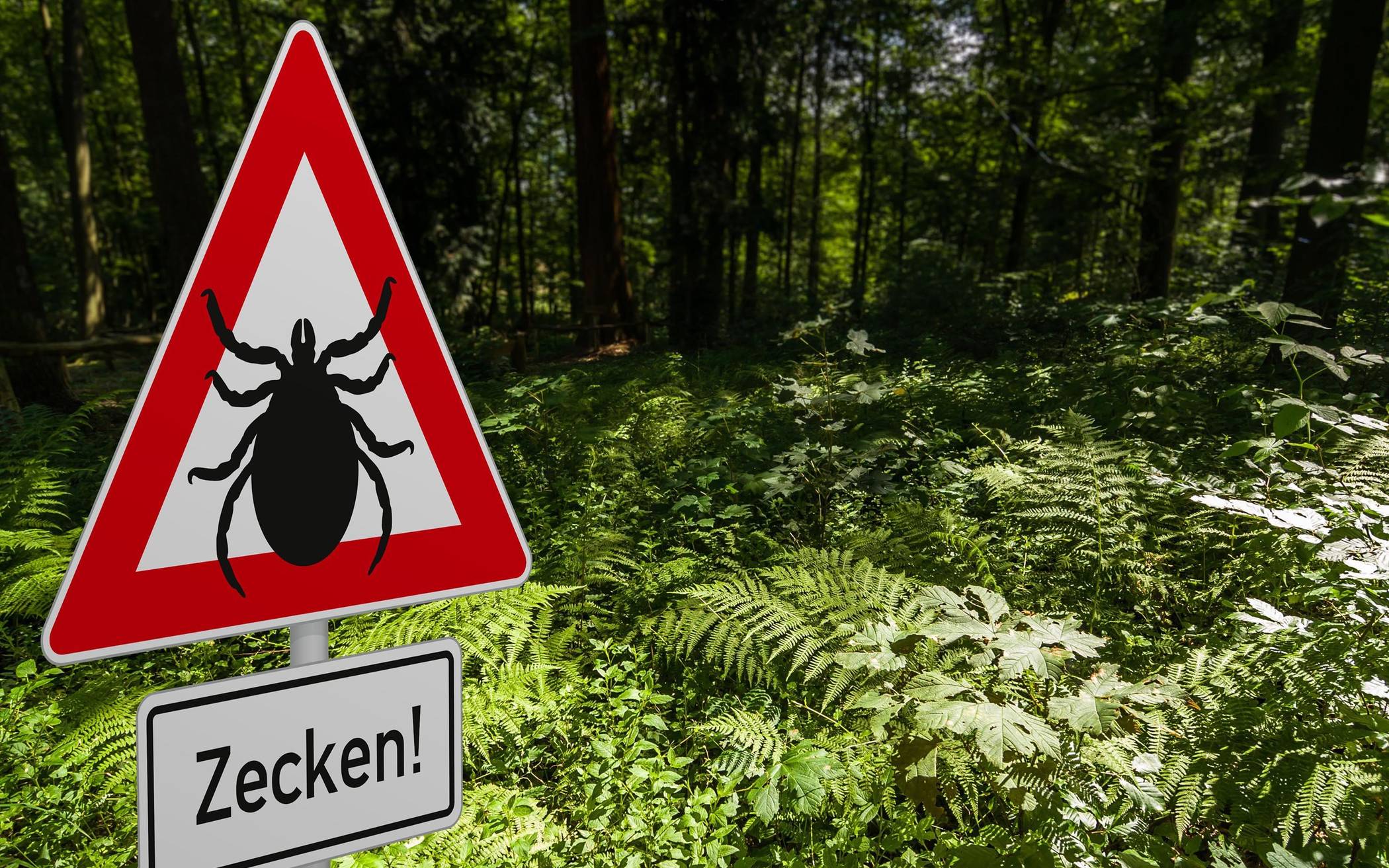 Achtung Zecken: Überträger von FSME und Borreliose.