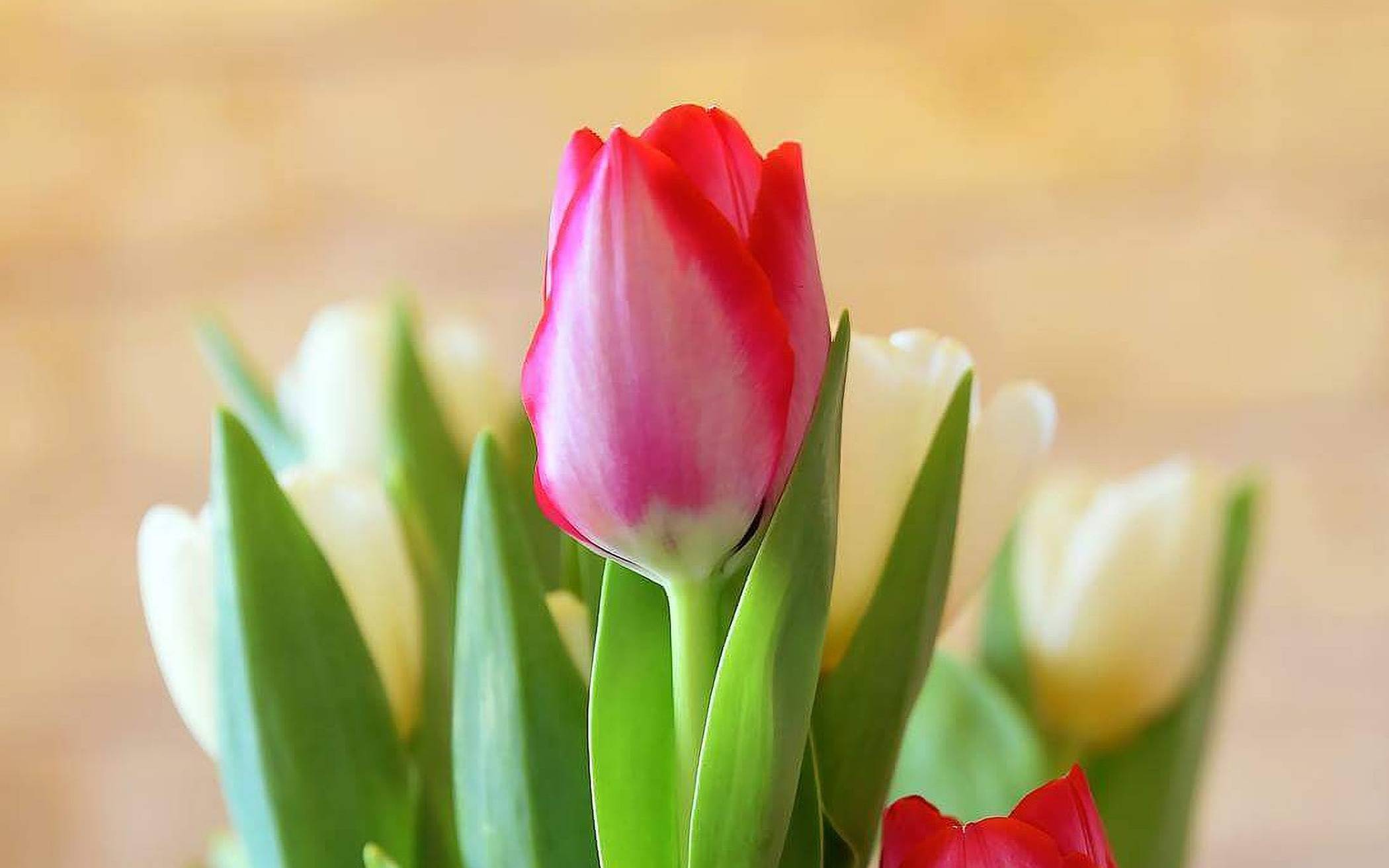 Einladung zum Tulpenfest am 16. April​
