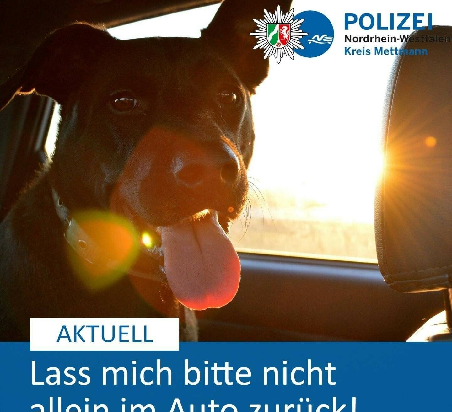 Hund in überhitztem Auto zurückgelassen