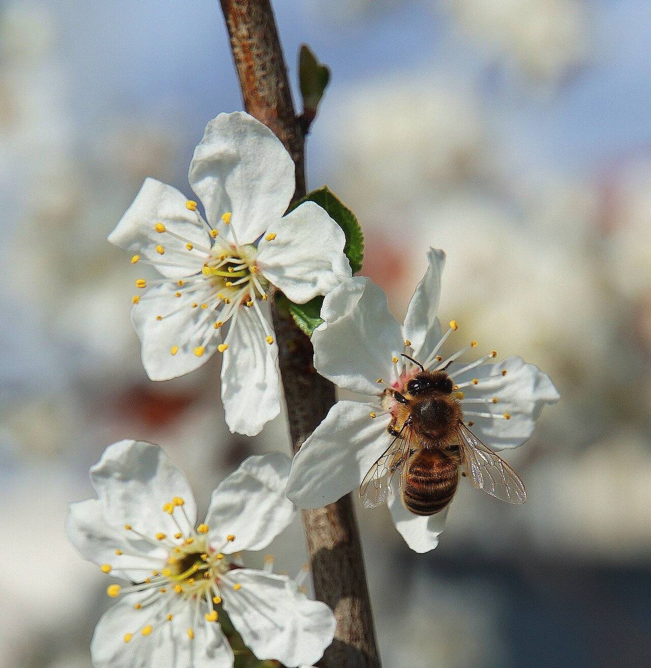 VHS-Workshop: Obstbaumpflege leicht gemacht