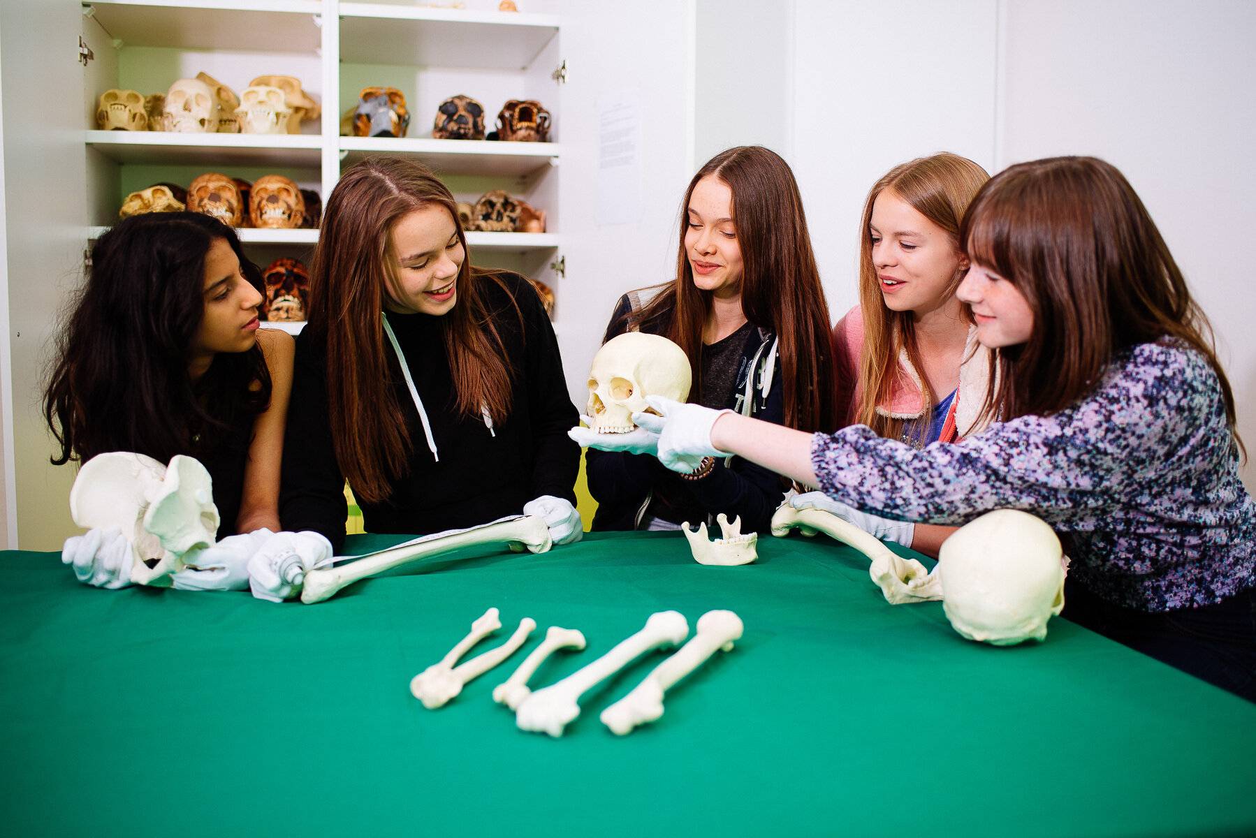 Abi-Boost Humanevolution: Online-Crashkurs und Expertenwissen