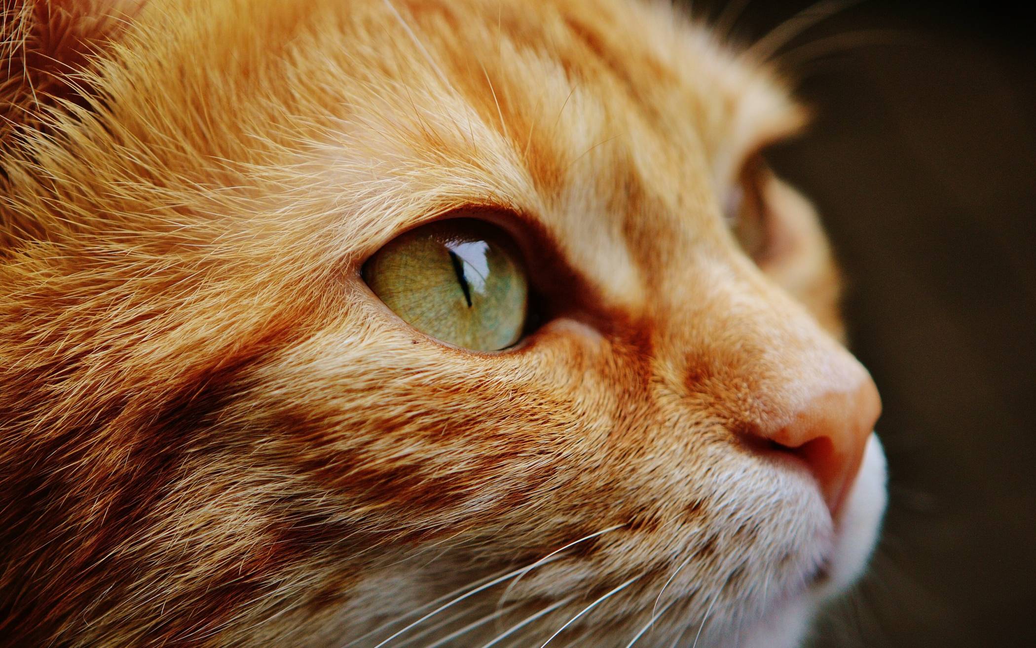 Erkrather Katzenhalter sollten wachsam sein