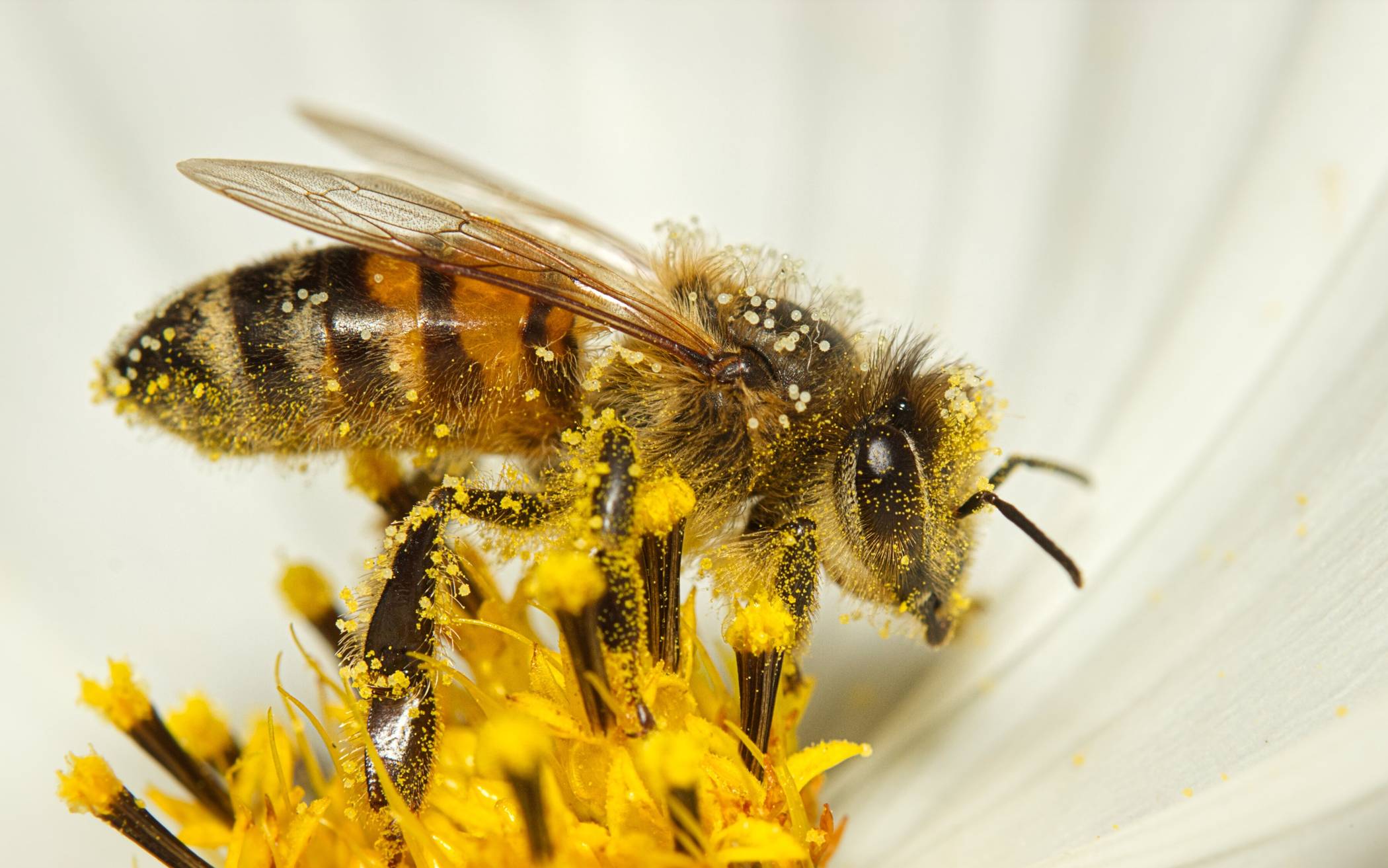Vorgarten insektenfreundlicher gestalten und tolle Preise gewinnen