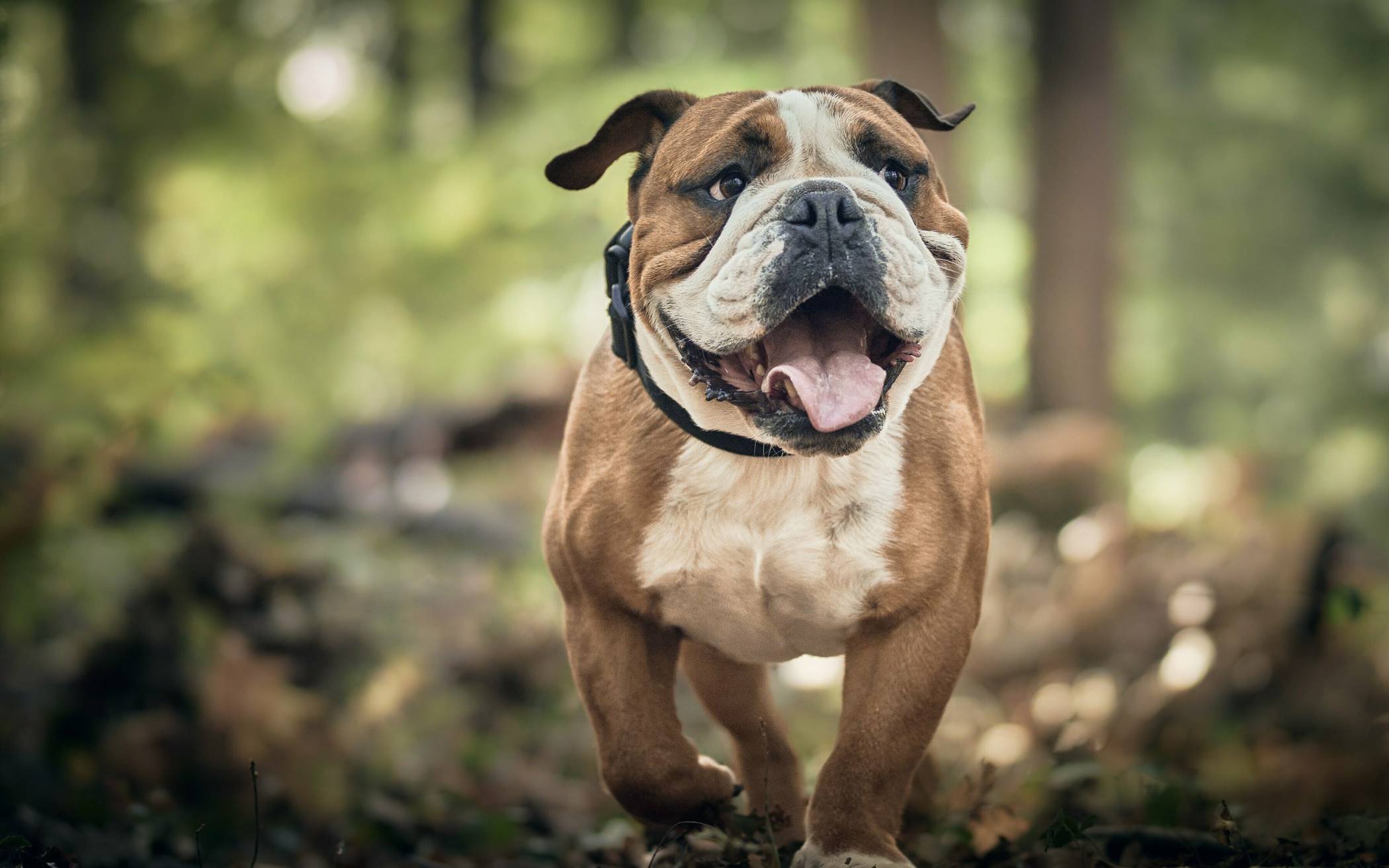 Coaching-Spaziergang im Grünen für Mensch und Hund