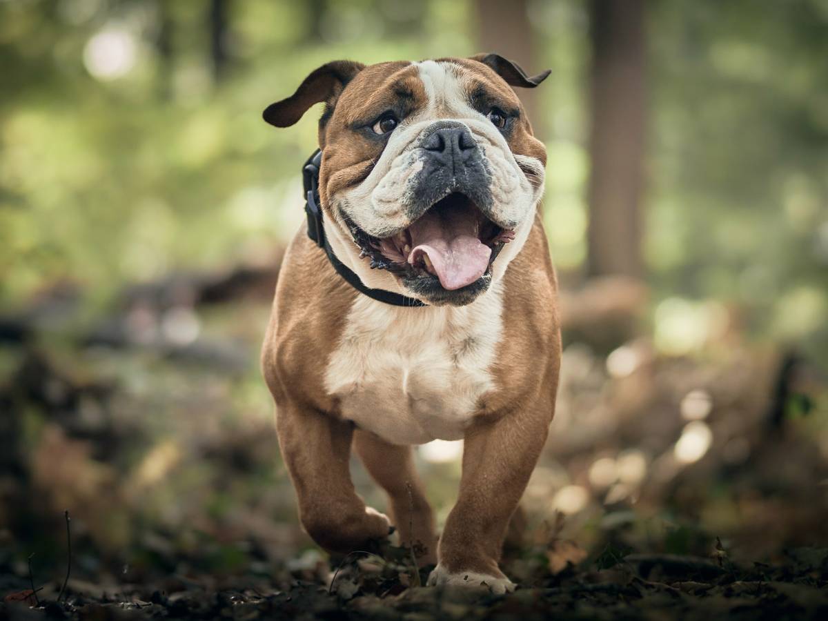 Coaching-Spaziergang im Grünen für Mensch und Hund