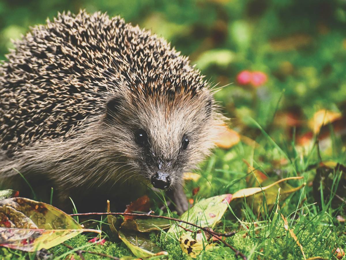 Schutz von wild lebenden Tieren