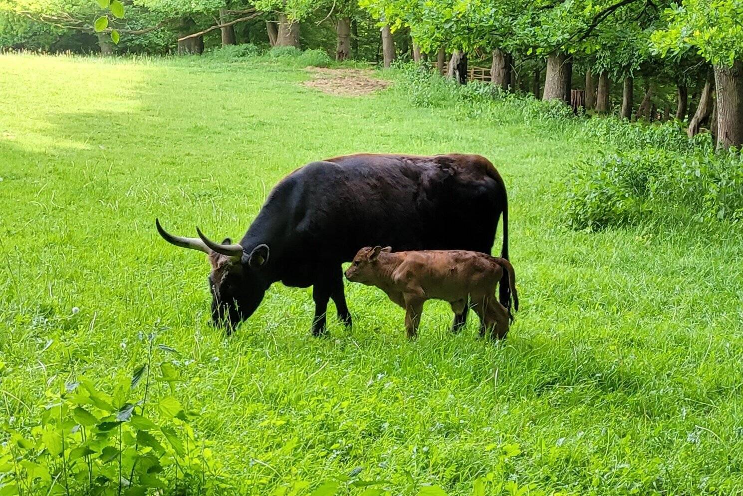 Der erste Nachwuchs von Zuchtbulle Rorman.