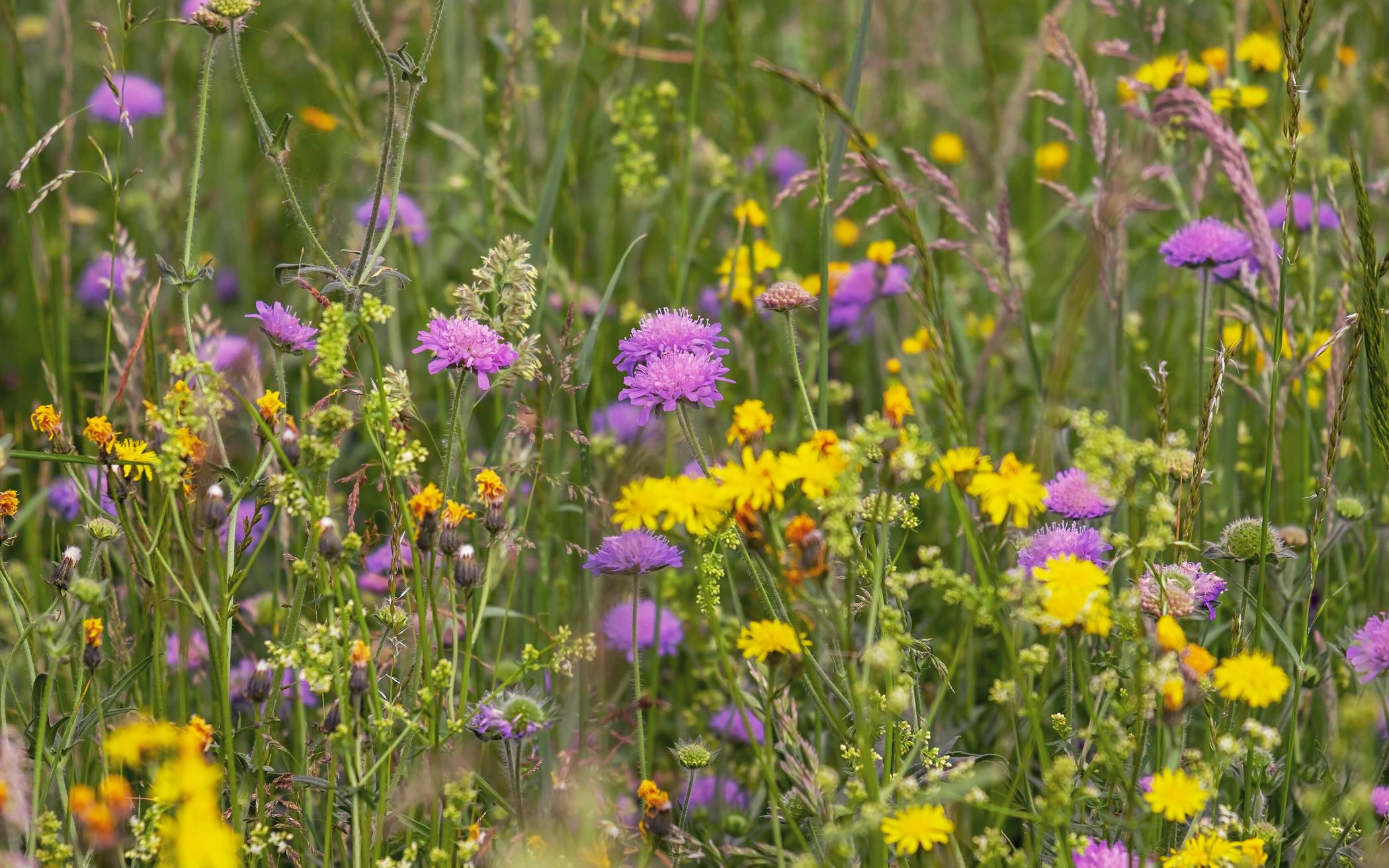 Wildblumenwiesen in Erkrath: BmU bittet um Sachstandsbericht zur Umsetzung