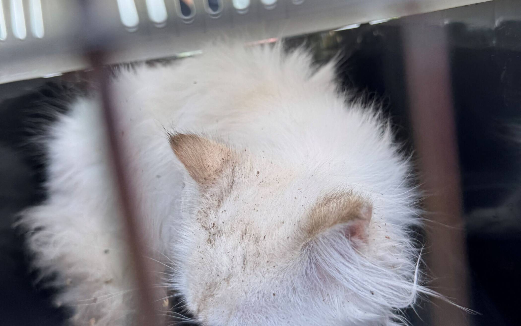  Das junge Kätzchen wurde im Anschluss für weitere Untersuchungen in eine Tierklinik gebracht. 