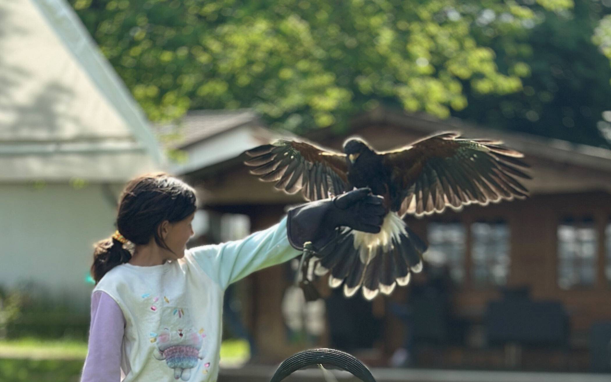 Luke, der Wüstenbussard, begeisterte bei seinem