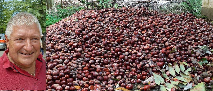 Wer sammelt die meisten Kastanien?