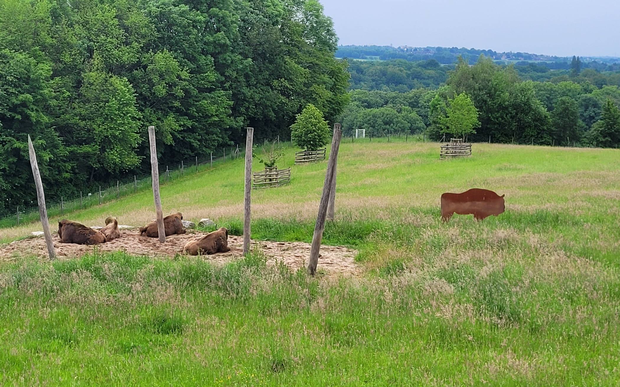 Führung zu den Wisenten im Wildgehege