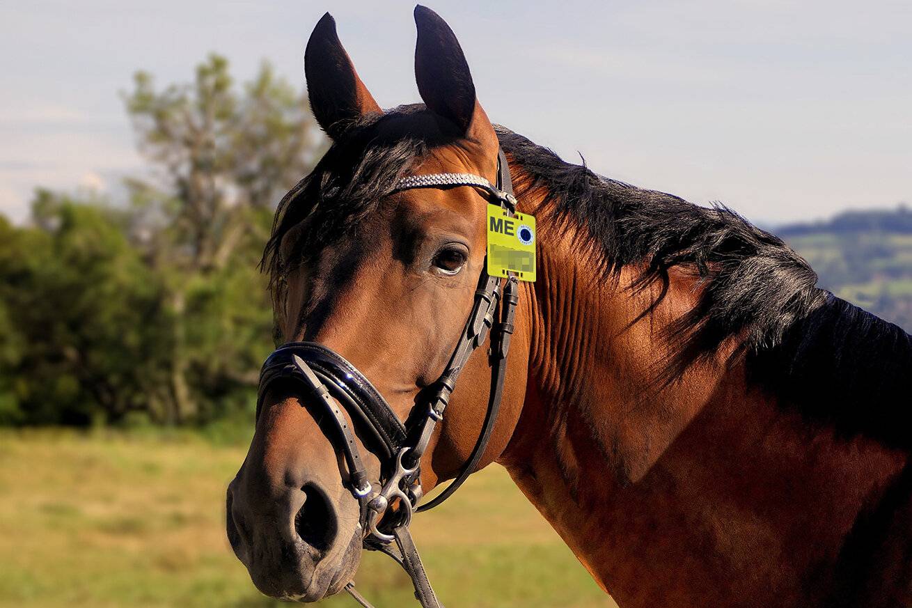Reiterinnen und Reiter benötigen die neue Reitplakette für 2026