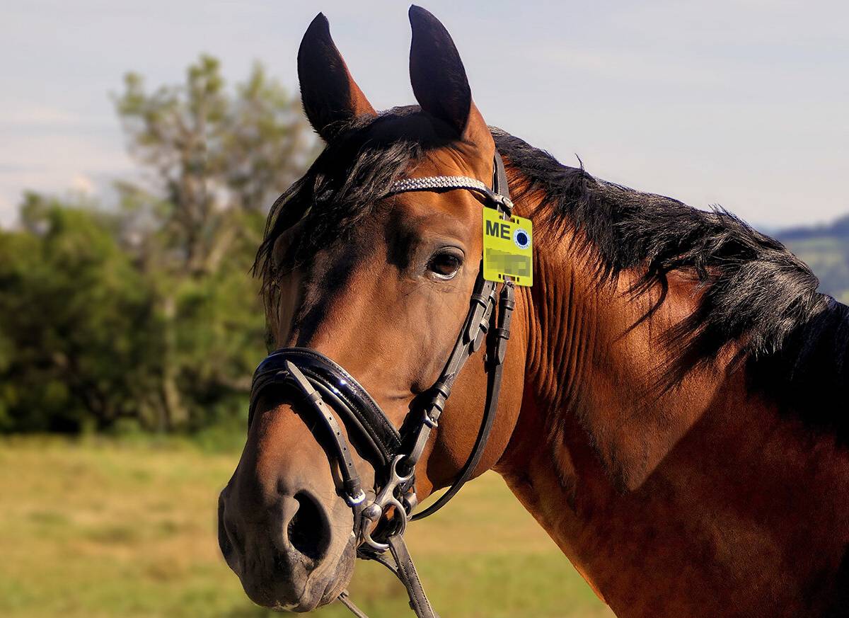Reiterinnen und Reiter benötigen die neue Reitplakette für 2026