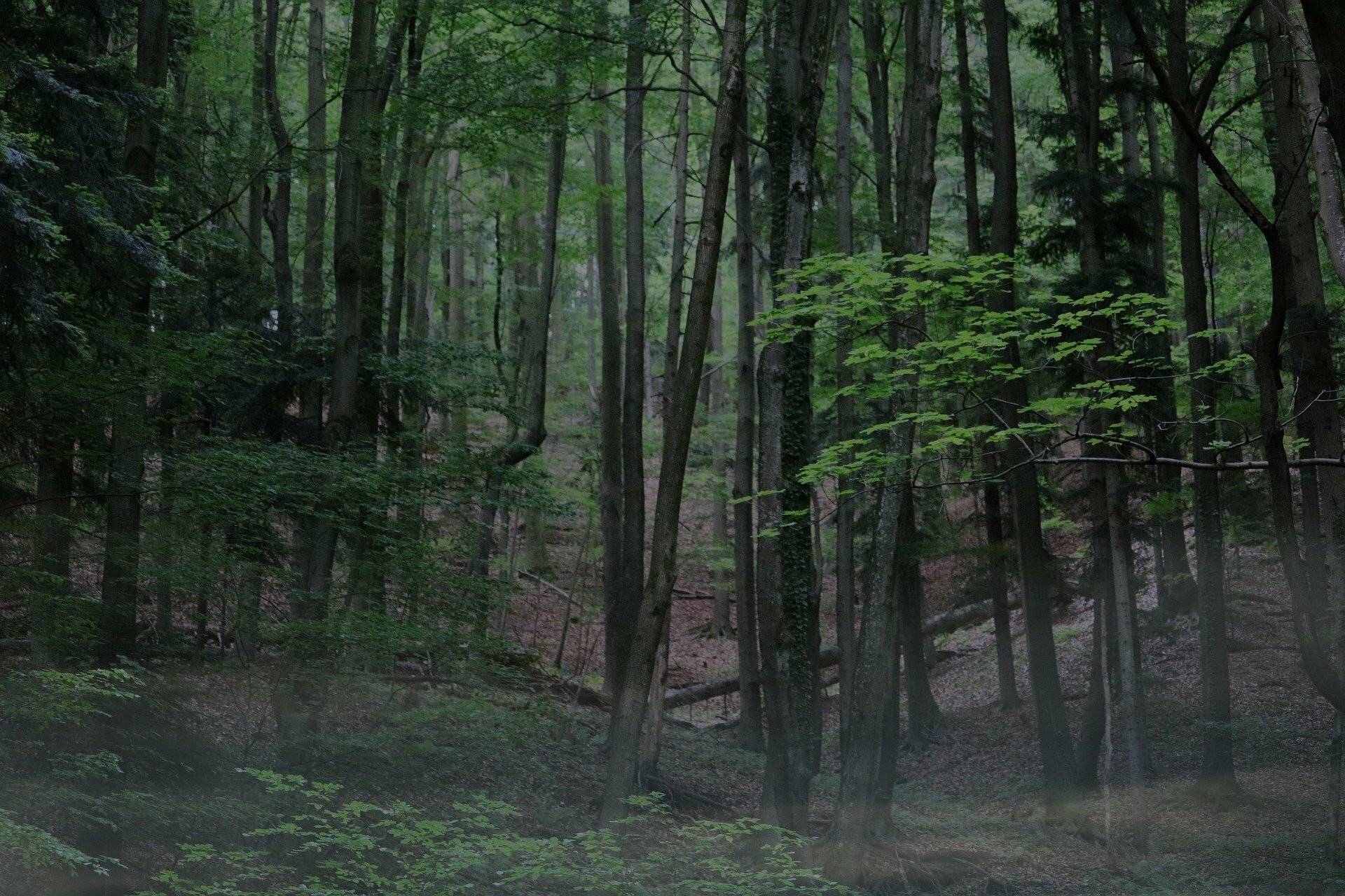 Kreis begutachtet Bäume im Düsseltal