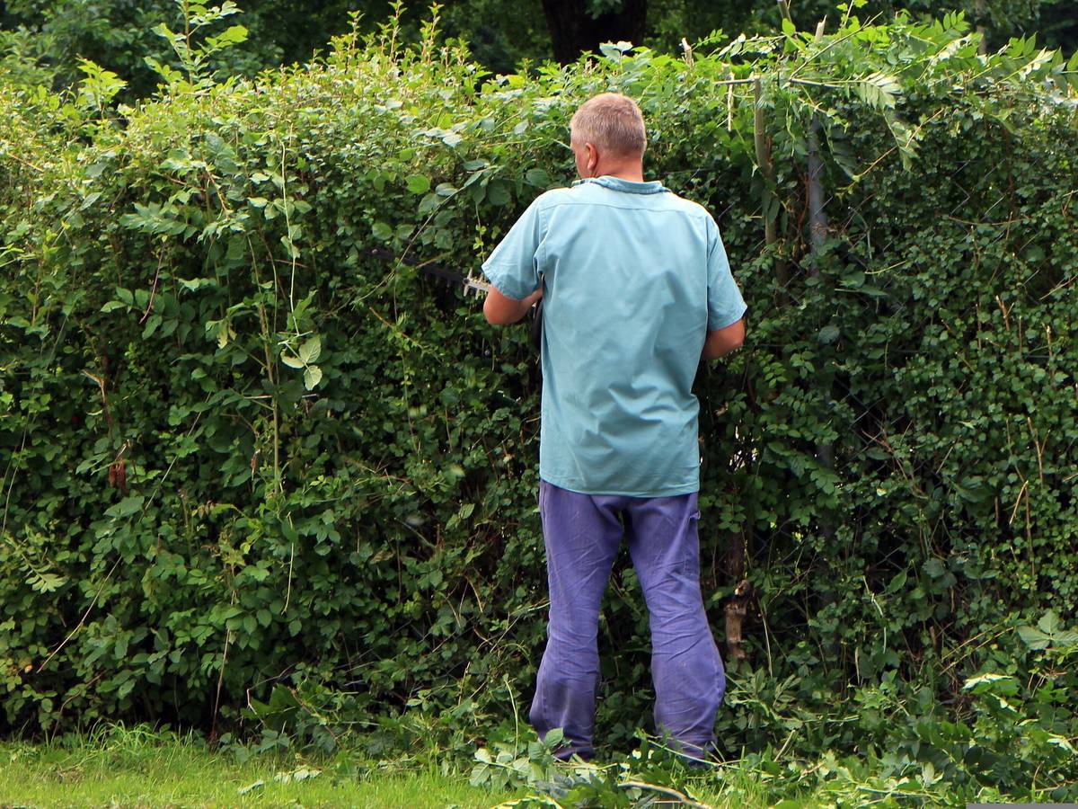 Starke Gehölzrückschnitte nur noch wenige Tage