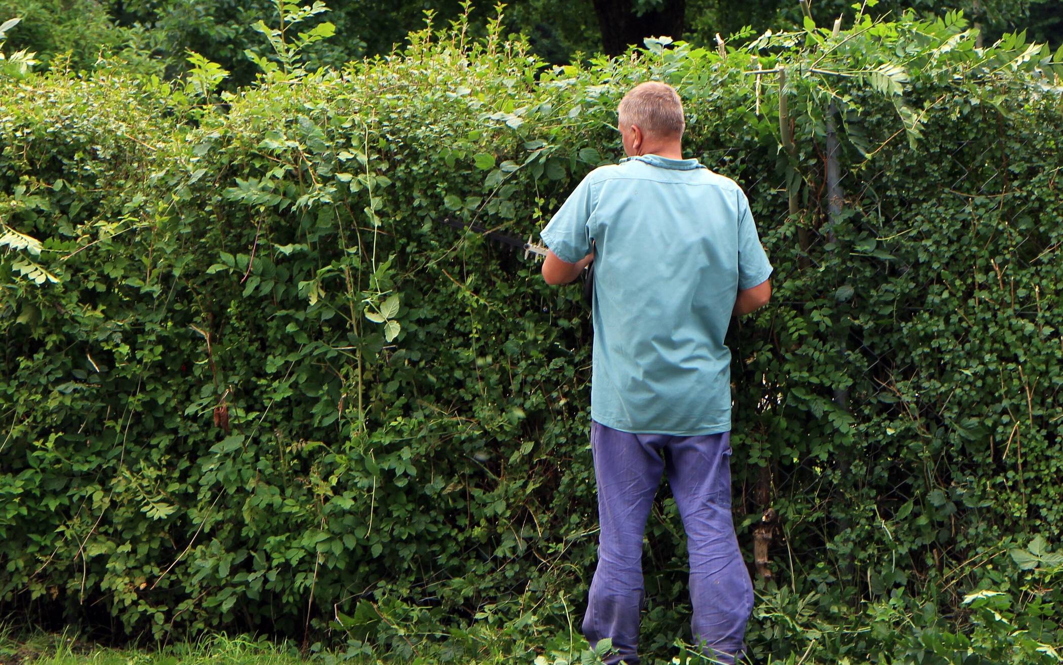 Starke Gehölzrückschnitte nur noch wenige Tage