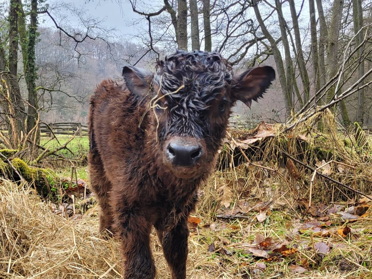 Seltene Zwillingsgeburt – wir suchen Namen für Jungbullen