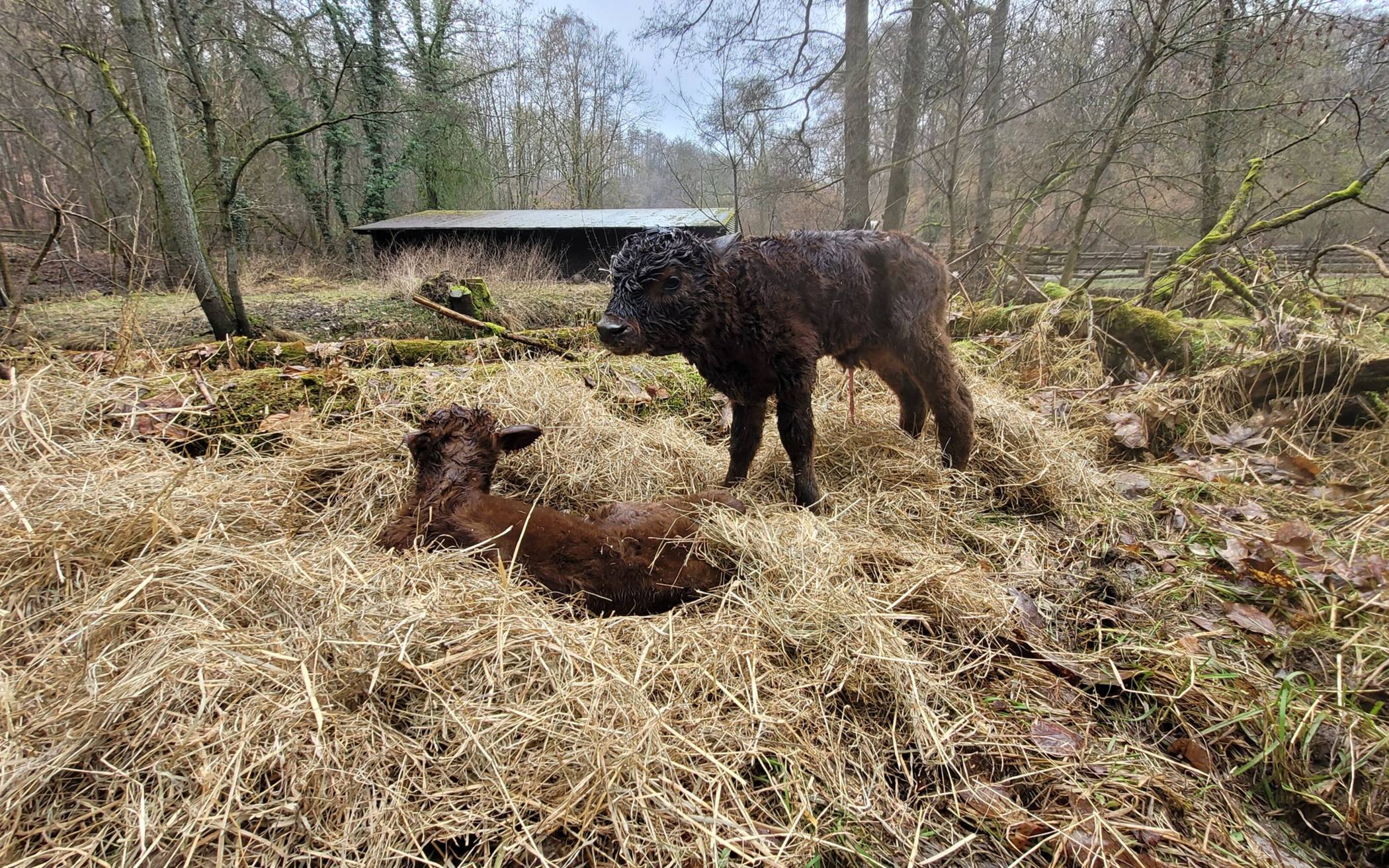 Nic und Nac so heißen nun die frisch geborenen Heckrinder im Eiszeitlichen Wildgehege.