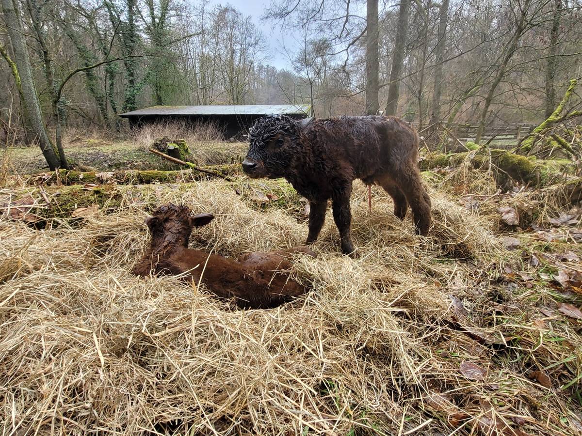 Nic und Nac: Heckrinder im Eiszeitlichen Wildgehege haben Namen