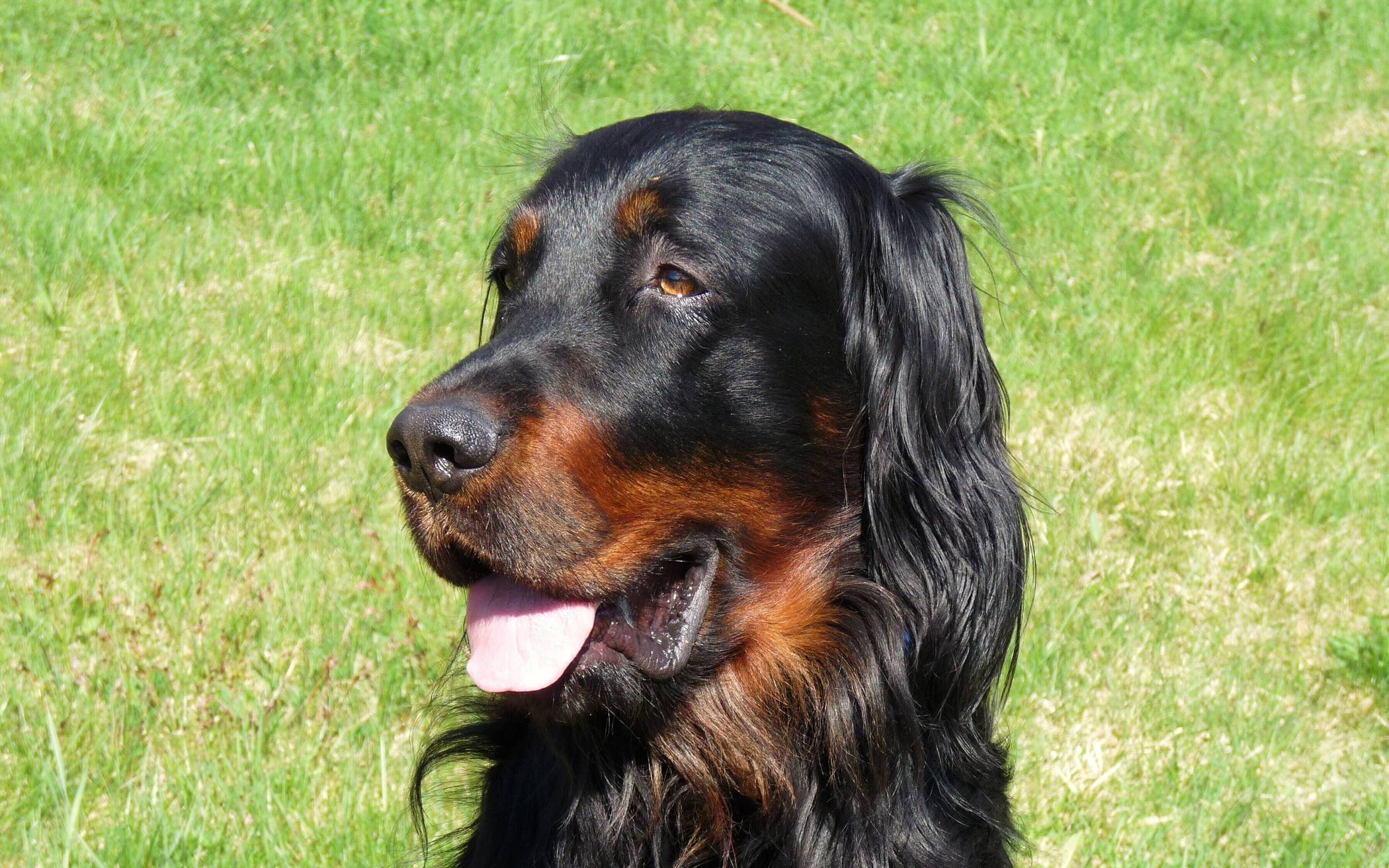 Simona Gobec präsentiert ihr Buch „Pfotenabdruck: eine Caninigraphie – Tagebuch eines Hundes“ 