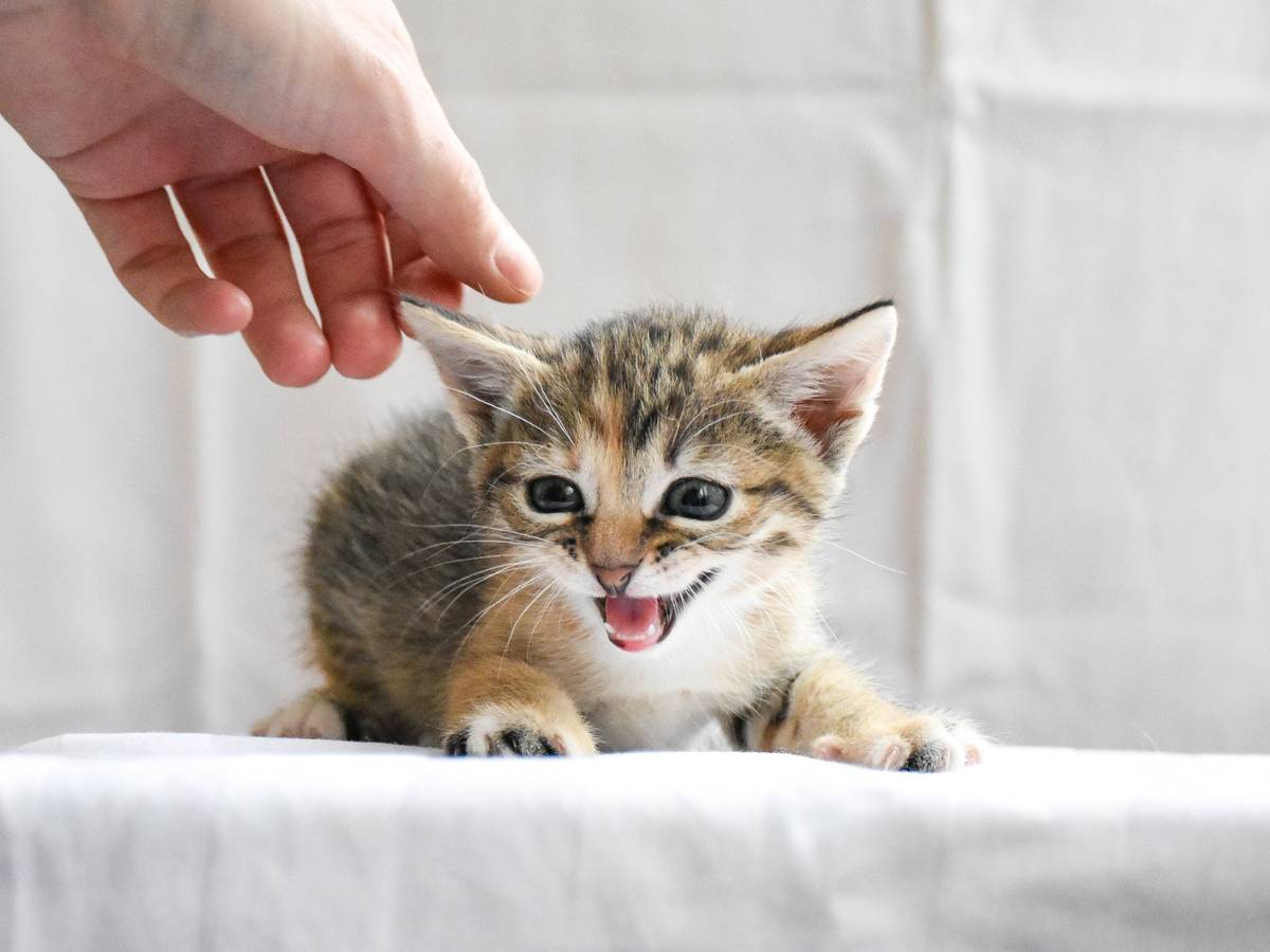 Frühjahr bringt Kittenflut